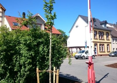 Baum 11, Esche, Kaufland