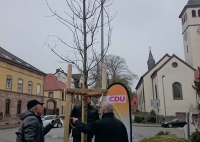 Baum 13, Stieleiche, Kreisel Polizei, CDU, 13-04-19
