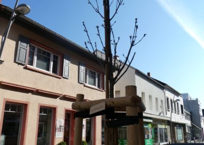 Baum 21, Esche, von Galerie Wageck und Arztpraxis Wageck gespendete, Bahnhofstr., wurde im März 2020 gepflanzt