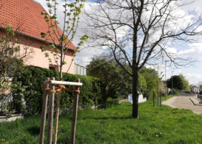Baum 19 - 20, Silberlinden, gespendet von Frau Seufzer, Otto-Fliesen Straße Ecke Kreuzerweg
