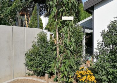 Baum 27, Säulenzierkirsche, In der Schleit in Grünstadt, gespendet von Karin und Klaus Petry